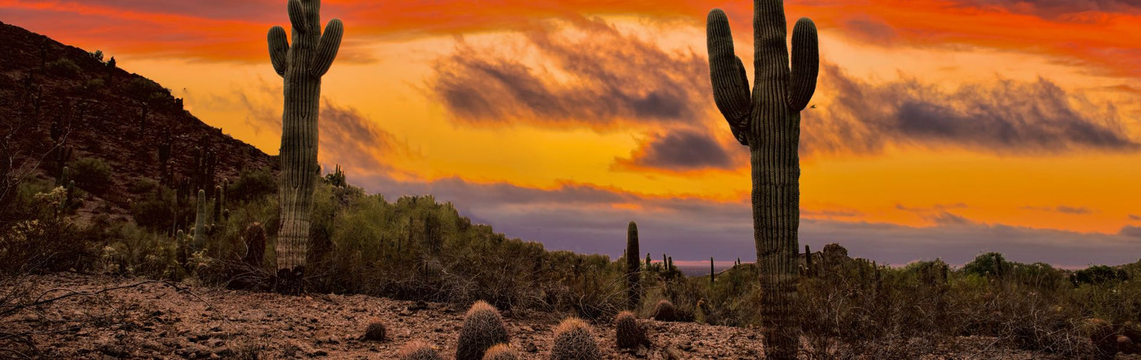 Waterproof Phone Bag - ugo - Desert Adventures